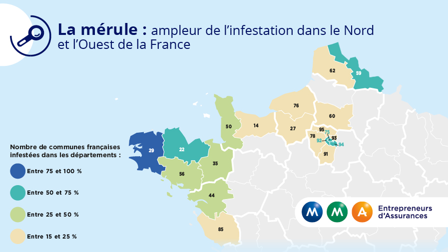Champignon Merule Diagnostic Traitement De La Maison