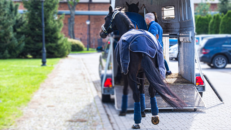 Assurance pour van hot sale chevaux