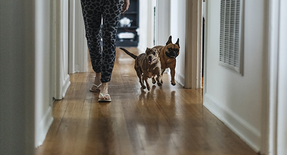 Sonnette De Surveillance ELRO ARD51 Avec Aboiement De Chien Réaliste 3D - Intérieur/extérieur